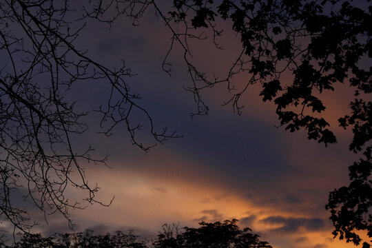 tree branches against the backdrop of a sunset

