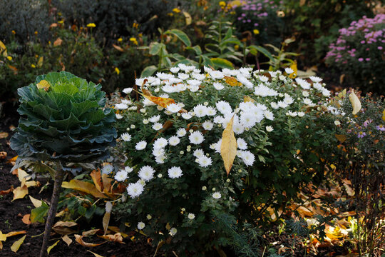 chrysanthemums in an autumn garden

