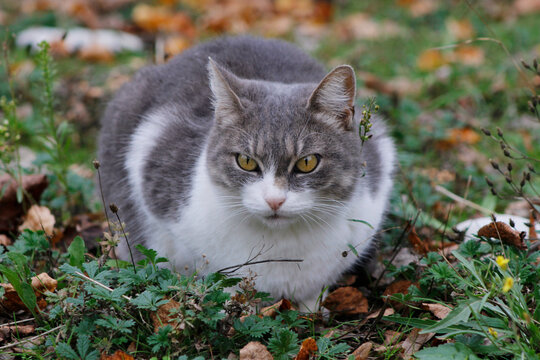 beautiful cat on the grass in autumn

