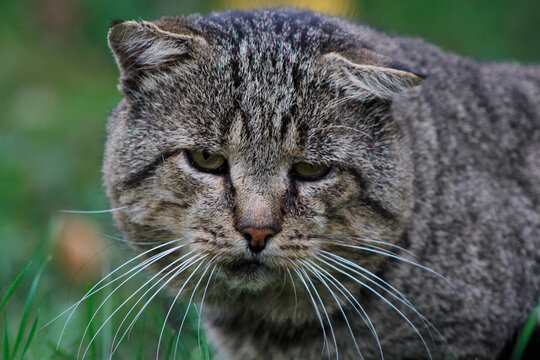 close-up portrait of a sad cat


