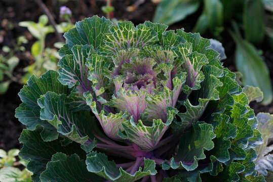 ornamental cabbage in the garden

