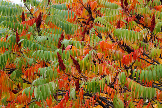 colorful sumac leaves in autumn


