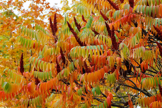colorful sumac leaves in autumn