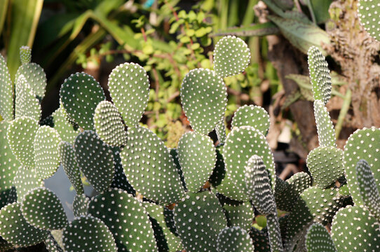 оpuntia cacti in the garden