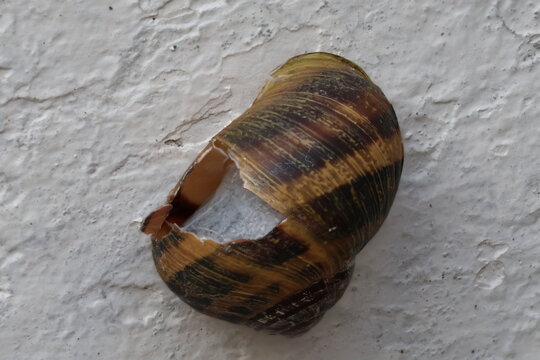 Broken banded snail shell with brown and yellow stripes and a jagged opening attached to a rough white textured wall