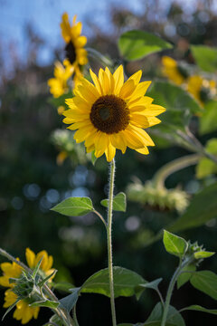 Young sunflower on a stem outdoors in nature.