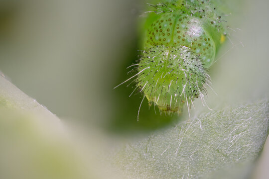 Close-up of a green caterpillar head with spines.