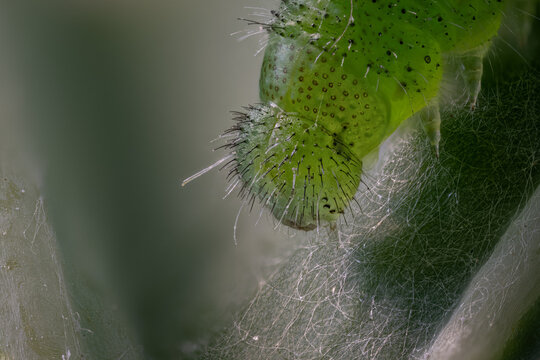 Close-up of a green caterpillar head with spines.