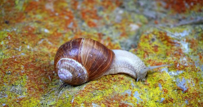 Macro - Dolomites snail on a rock