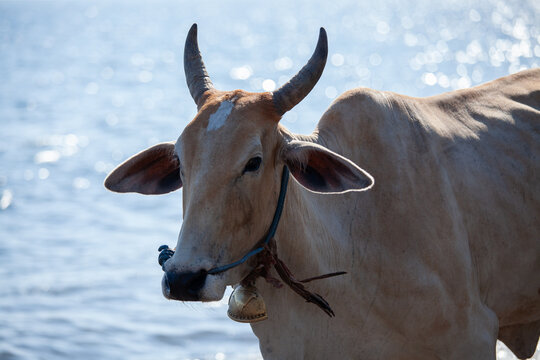 Cow walking along the beach, foraging for food in the wild