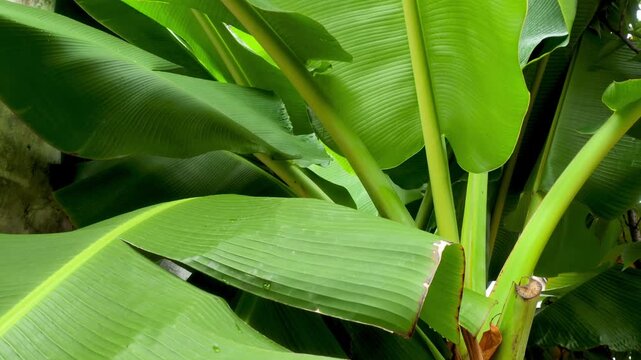 Overlapping Green Banana Leaves in Natural Light