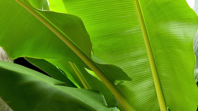 Layered Green Banana Leaves in Close View