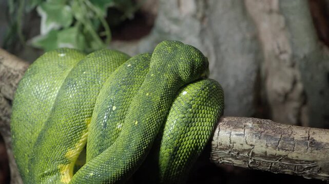 Green tree python resting on a branch in its enclosure