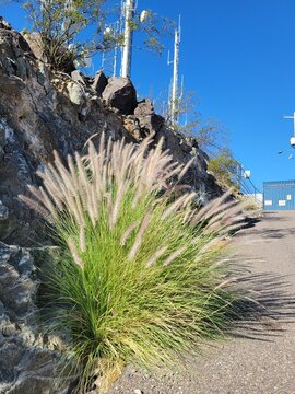 Pennisetum setaceum fountain grass growing on a rocky mountain roadside at North Mountain Park in Phoenix Arizona