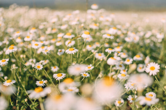 Spring meadow filled with white daisy flowers blooming under bright sunlight in a natural landscape