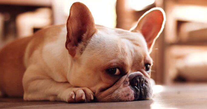Adorable Cream French Bulldog Resting His Head on Paws and Looking Sleepy on Wooden Floor at Home, Cozy Peaceful Moment with Warm Golden Sunlight