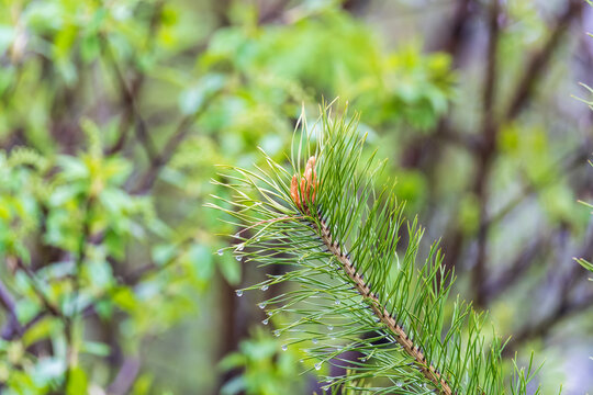 Green small pine trees with fresh shoots in spring or summer
