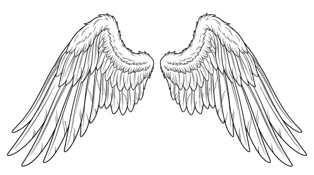 Detailed black and white vector line art illustration of a pair of outstretched angel wings or bird wings with intricate feather patterns, isolated on a white background for design projects.