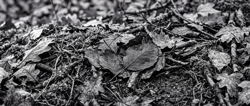Fallen autumn leaves and dry twigs scattered on forest ground in monochrome black and white
