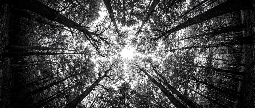 Dense forest canopy with tall trees stretching upward viewed from low angle perspective outdoors