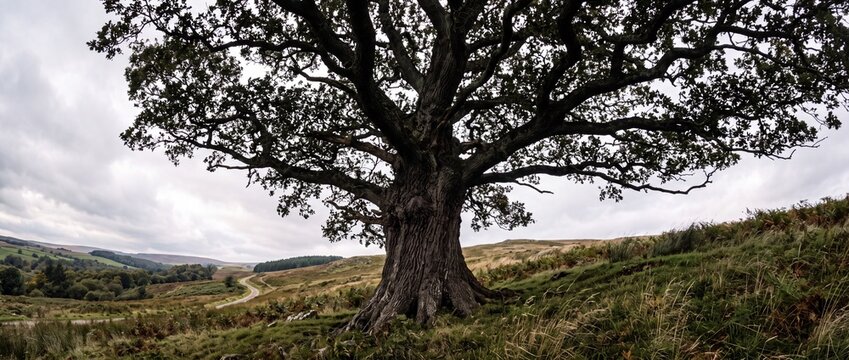Ancient oak tree standing majestic on a grassy rural hill landscape under overcast cloudy skies