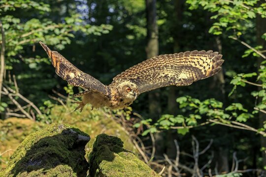 Eurasian eagle-owl (Bubo bubo), adult on lookout, taking flight, Kasselburg, Eifel, Germany