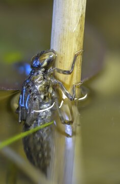 Aeshna cyanea, blue-green mosaic maiden, southern hawker, anisoptera, dragonflies, high size, portrait format, insects, larva, larva, dragonflies, odonata, hatching, hatching