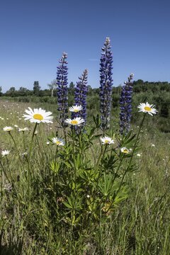 Lupins (Lupinus polyphyllus) and daisies (Leucanthemum vulgare), Emsland, Niedfersachsen, Germany