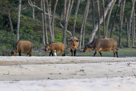 Red buffalo or forest buffalo (Syncerus nanus) on the beach, Petit Loango, Loango National Park, Parc National de Loango, Ogoou&eacute;-Maritime Province, Gabon