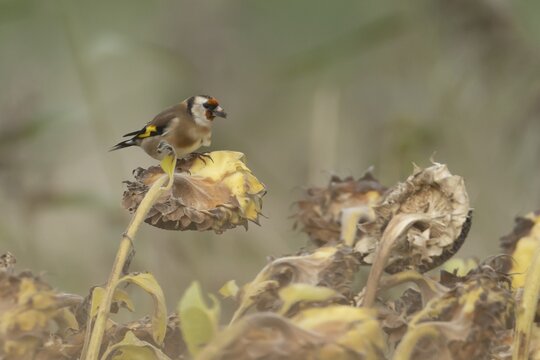 European goldfinch (Carduelis carduelis) adult bird feeding on a Sunflower seed head, England, United Kingdom