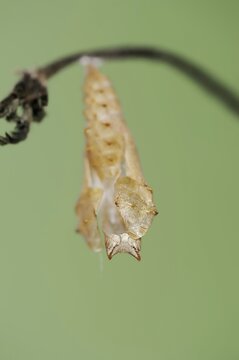 Small tortoiseshell (Nymphalis urticae, Aglais urticae) empty pupa after hatching, North Rhine-Westphalia, Germany