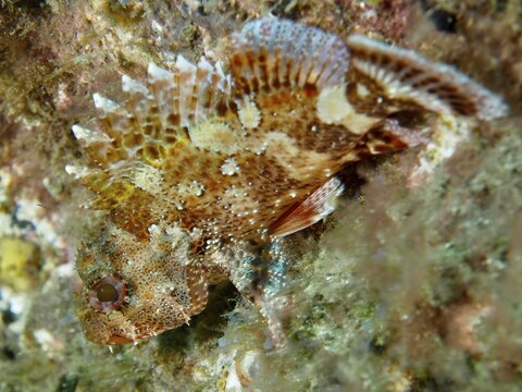 Close-up of a fish with distinctive fins and a spotted pattern on its skin: the Madeira scorpionfish (Scorpaena maderensis), Risco Verde dive site, Arinaga, Gran Canaria, Spain, Europe, Atlantic Ocean