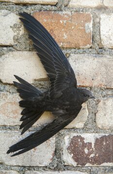 Apus apus, swift, apodidae, birds, growing, high size, portrait, young animal, juvenile, swift, sailor, birds