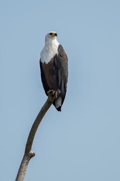 An African fish eagle (Icthyophaga vocifer) perches on a branch and keeps watch, against a blue sky, Murchison Falls National Park, Uganda