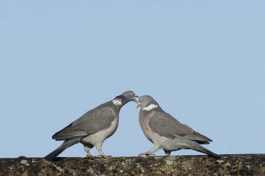 Wood pigeon (Columba palumbus) one adult bird seemingly shouting at another bird on an urban house roof, Suffolk, England, United KIngdom