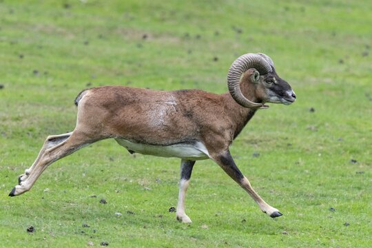 Mouflon (Ovis orientalis), Haltern, North Rhine-Westphalia, Germany