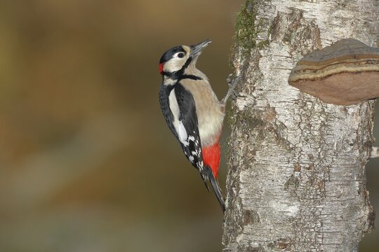Great spotted woodpecker (Dendrocopos major) male, on the trunk of a birch (Betula) with tinder fungus (Fomes fomentarius), North Rhine-Westphalia, Germany