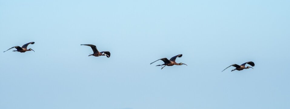 Glossy ibis (Plegadis falcinellus), four birds in flight against a blue sky, Do&ntilde;ana National Park, Huelva Province, Andalusia, Spain