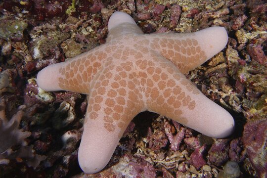 Close-up of a beige starfish with a distinctive pattern, granulated roller star (Choriaster granulatus), on a rocky seabed. Dive site Toyapakeh, Nusa Ceningan, Nusa Penida, Bali, Indonesia