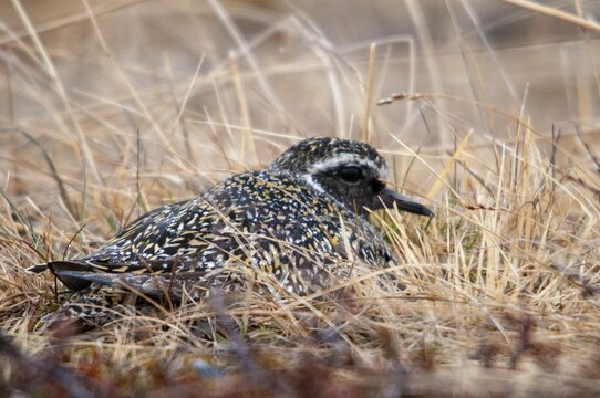 Golden plover, golden plover, Norway, pluvialis apricaria, varanger, birds, breed, brut, charadriiformes, limikolen, plower, plover, birds, waders, waders