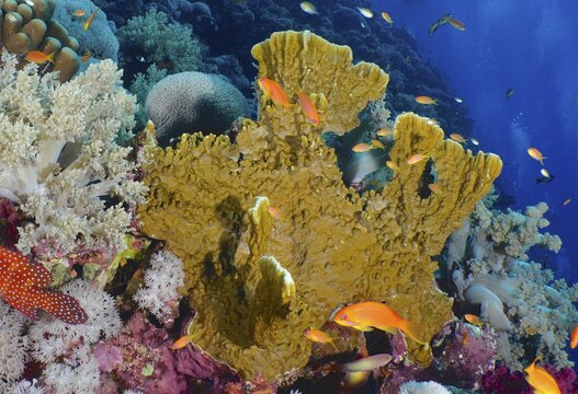Blade firel coral (Millepora platyphylla) and group of sea goldie (Pseudanthias squamipinnis), Elphinstone Reef dive site, Egypt, Red Sea