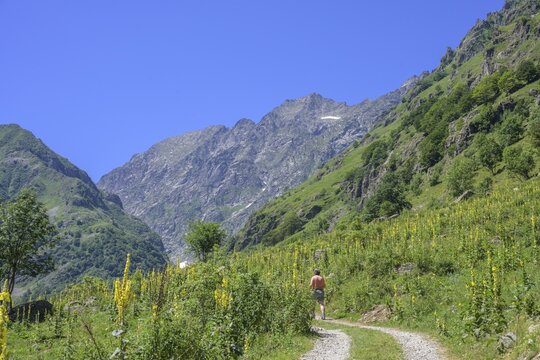 Flowering mullein (Verbascum), hike to Refugio Soria Ellena, Entracque, province of Cuneo, Italy