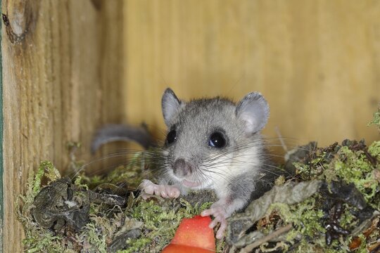 Edible dormouse (Glis glis) in a nesting box as a summer roost, animal portrait, Siegerland, North Rhine-Westphalia, Germany