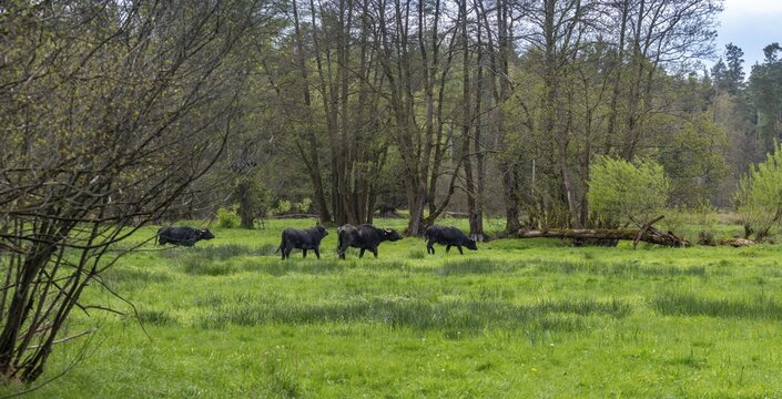 Artiodactyla, Bavaria, Bubalus Arnee, Even-t&ouml;d Ungulate, Upper Palatinate, Paarhufer, Tirschenreuth, Waldnaab, Waldnaabaue, water buffalo, wild willows Waldnaabaue, domesticated animals, extensive grazing, pet, mammals, mammals