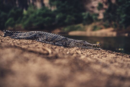 Special light atmosphere with crocodile in the outback in Windjana Gorge National Park in Australia