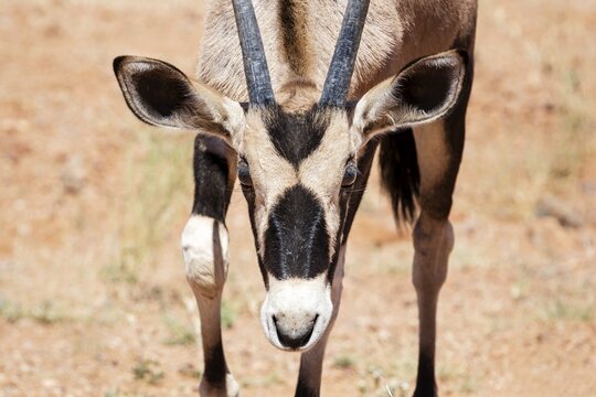 Oryx antelope (Oryx), desert, Namibia