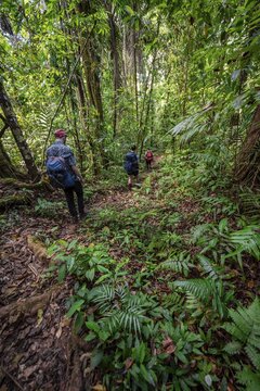 Group on a hiking trail in the rainforest, tourists hiking in the tropical rainforest through dense vegetation, Corcovado National Park, Osa Peninsula, Puntarena Province, Costa Rica