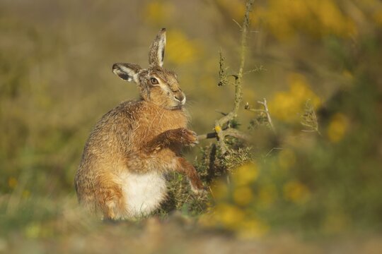 European brown hare (Lepus europaeus) adult stretching its front legs, Suffolk, England, United Kingdom
