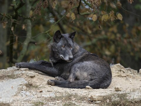 Gray wolf (Canis lupus) lying on a rock and looking attentively, captive, Germany