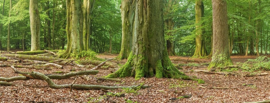 Huge old beech and oak trees with moss-covered roots in a former hut forest, dead wood lies on the ground, Reinhardswald, Sababurg jungle, Hesse, Germany